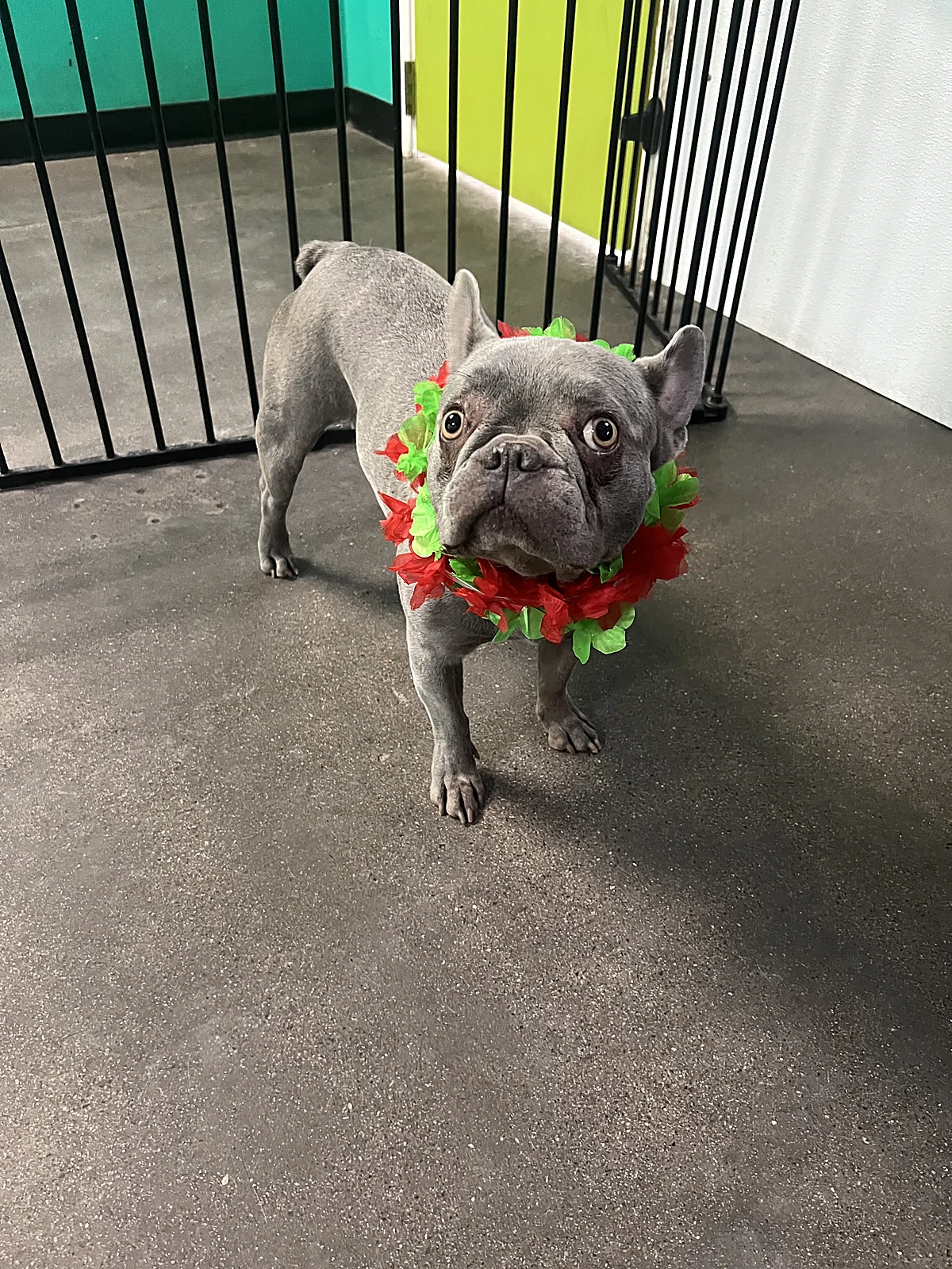 A French bulldog in an Aloha lei at Johnnys Doghouse, Cottonwood