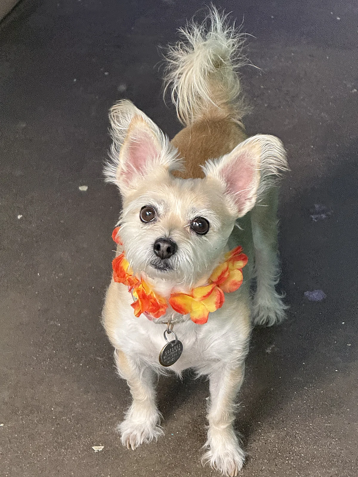 A little terrier in an Aloha lei at Johnnys Doghouse, Cottonwood