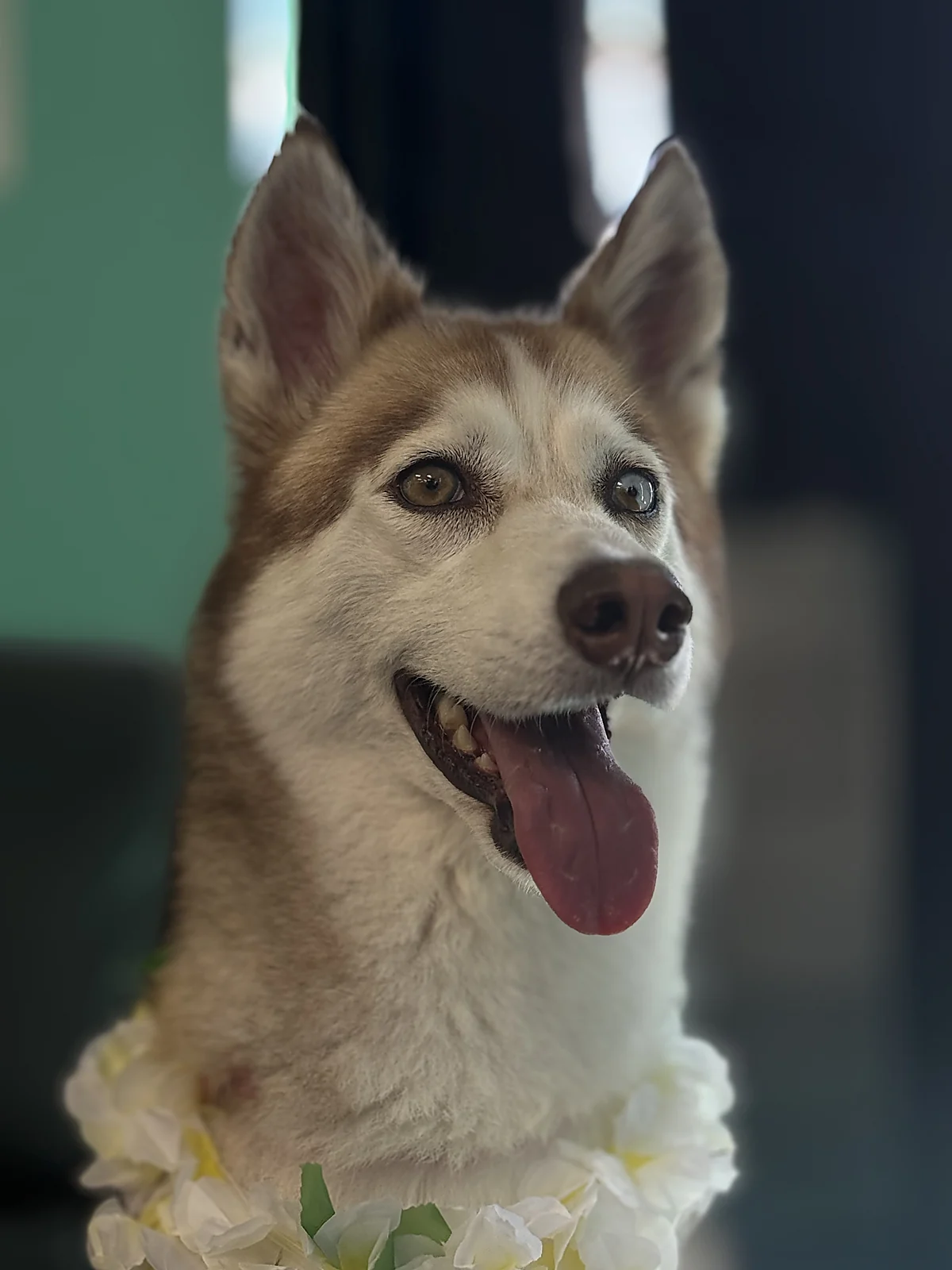 A husky portrait at Johnnys Doghouse, Cottonwood