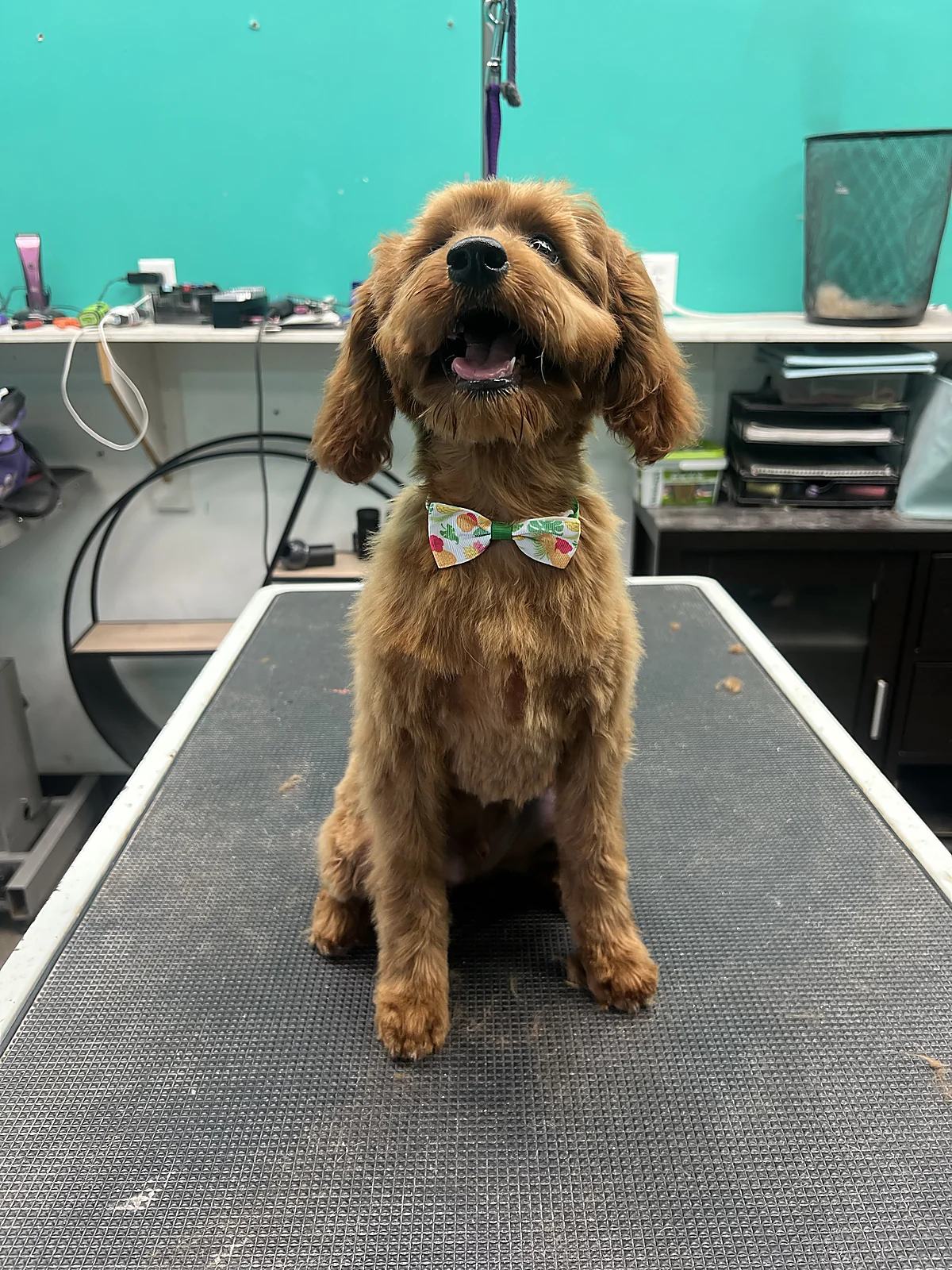 A freshly groomed doodle with a bow tie at Johnnys Doghouse, Cottonwood